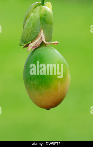 Il Blu fiore della passione o comuni o fiore della passione (Passiflora caerulea), frutta Foto Stock