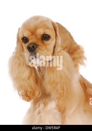 Cute cane - campione American cocker spaniel maschio - 3 anni su sfondo bianco Foto Stock