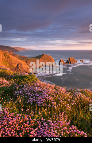 Fioritura rosa parsimonia sulle scogliere di Hartland Quay guardando verso il punto Screda, Devon, Inghilterra. Molla (maggio) 2013. Foto Stock