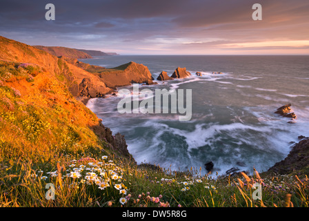 Serata glorioso sole illumina le drammatiche scogliere di Hartland Quay, guardando verso il punto Screda, Devon, Inghilterra. Foto Stock