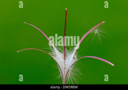 Rosebay Willowherb, Fireweed o grande Willow-herb (Epilobium angustifolium), sementi, Renania settentrionale-Vestfalia, Germania Foto Stock