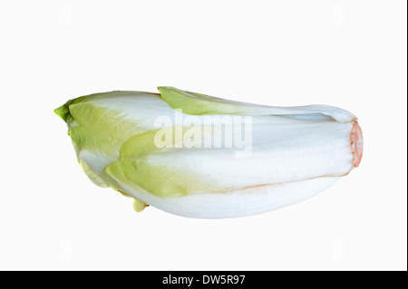 Cicorie (Cichorium intybus foliosum) Foto Stock