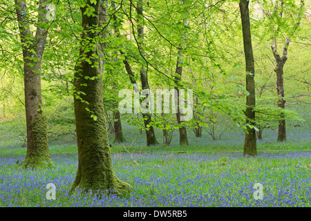 Bluebell boschi nel Parco Nazionale di Exmoor, Somerset, Inghilterra. Molla (maggio) 2013. Foto Stock