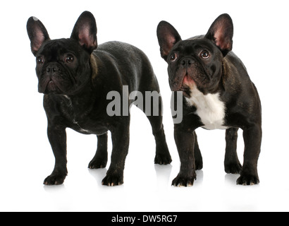 Due cani - bulldog francese lettiera si accoppia in piedi su sfondo bianco Foto Stock