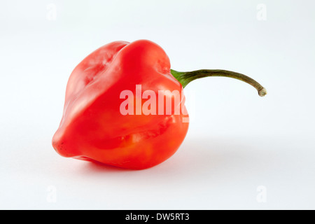 Uno rosso,molto caldo Habanero chili peppers dal C. Chinense cultivar della famiglia Capsicum - chiamato dopo l'Avana a Cuba? Foto Stock