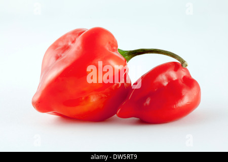 Due peperoncini rossi, molto caldi, Habanero della cultivar C. Chinense della famiglia Capsicum - dal nome dell'Avana a Cuba? Foto Stock