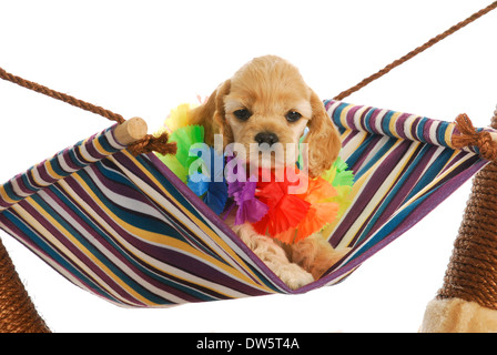 Cucciolo di vacanza - carino cocker spaniel cucciolo indossando hawaiian lei in seduta amaca Foto Stock