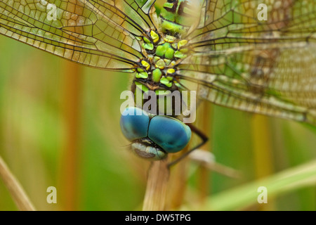 Green Hawker (Aeshna viridis) maschio Foto Stock