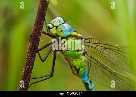 Green Hawker (Aeshna viridis) maschio Foto Stock