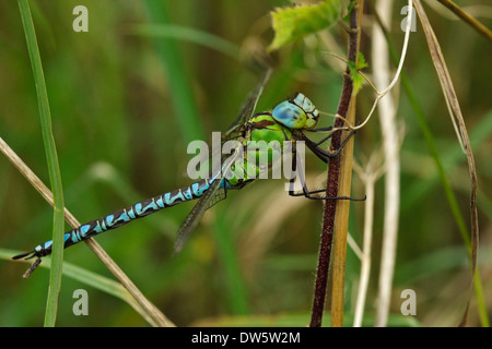 Green Hawker (Aeshna viridis) maschio Foto Stock