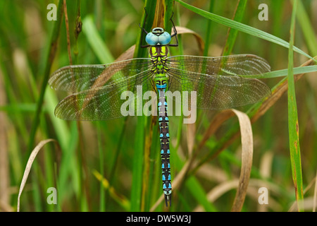 Green Hawker (Aeshna viridis) maschio Foto Stock