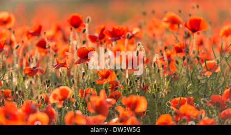 Wild papaveri rossi su una bella giornata d'estate, Dorset, Inghilterra. In estate (Luglio) 2013. Foto Stock