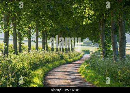 Albero di avvolgimento rivestito paese lane, Dorset, Inghilterra. In estate (Luglio) 2013. Foto Stock