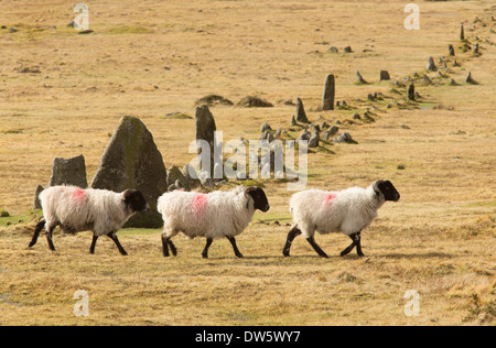 Tre neri di fronte pecore attraversare la linea dell età del bronzo Merrivale fila di pietra nel centro di Dartmoor Devon Regno Unito Foto Stock