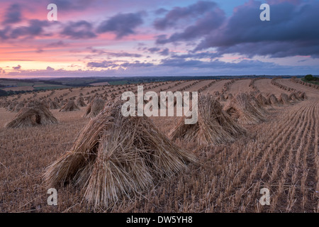 Il mais stooks per lattoneria, Devon, Inghilterra. In estate (Luglio) 2013. Foto Stock
