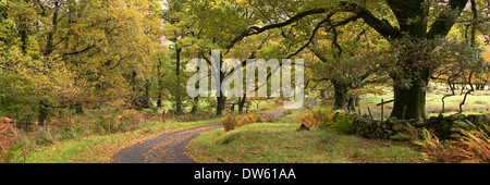 Paese di avvolgimento lane attraverso gli alberi, Newlands Valley, Lake District, Inghilterra. In autunno (Novembre) 2013. Foto Stock