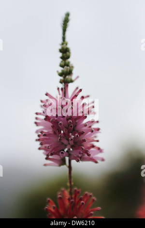 Erica verticillata in fioritura, una specie di erica che è estinto nel selvaggio Foto Stock
