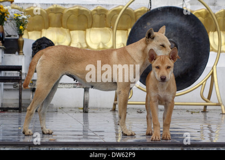 'Tempio cani' alla base del Buddha bianco per motivi di Wat Thaton monastero a Tha Ton, Thailandia. Foto Stock