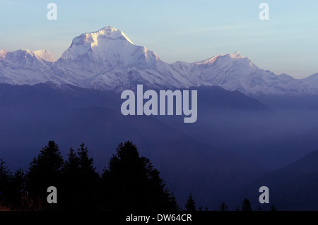 Alba sul Dhaulagiri, uno dei quattordici 8000m picchi, come si vede dal Poon Hill, Ghorepani, Nepal Foto Stock