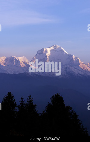 Alba sul Dhaulagiri, uno dei quattordici 8000m picchi, come si vede dal Poon Hill, Ghorepani, Nepal Foto Stock