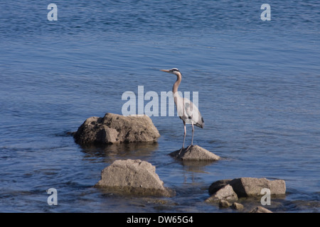 Airone blu appendere fuori a Fisherman Wharf a Monterey in California. Foto Stock