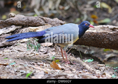 Bellissimi coralli-fatturati Ground-Cuckoo (Carpococcyx renauldi) in Thailandia Foto Stock