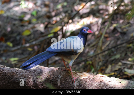 Bellissimi coralli-fatturati Ground-Cuckoo (Carpococcyx renauldi) in Thailandia Foto Stock