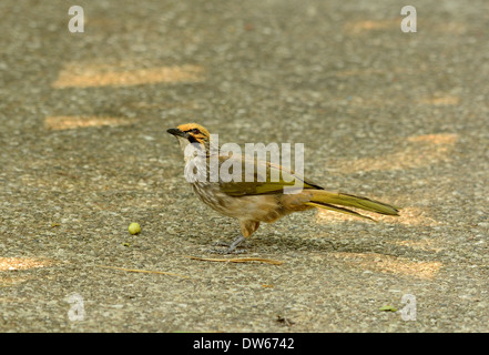 Bella la paglia-intitolata Bulbul (Pycnonotus zeylanicus) nella foresta thailandese Foto Stock