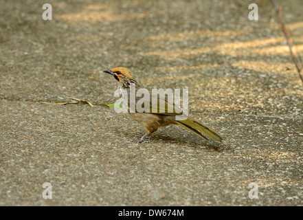 Bella la paglia-intitolata Bulbul (Pycnonotus zeylanicus) nella foresta thailandese Foto Stock