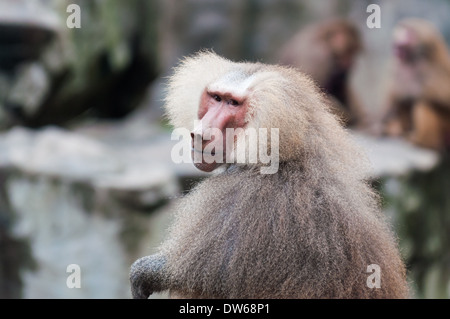 I babbuini Hamadryas al Singapore Zoo. Foto Stock