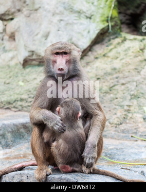 I babbuini Hamadryas al Singapore Zoo. Foto Stock