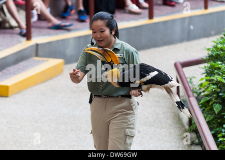 Un addestratore di animali mostra un uccello al pubblico al Jurong Bird Park a Singapore. Foto Stock