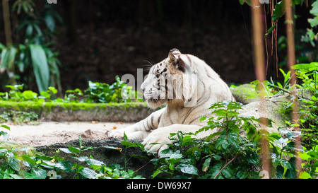 Tigre bianca del Bengala a Singapore Zoo. Foto Stock