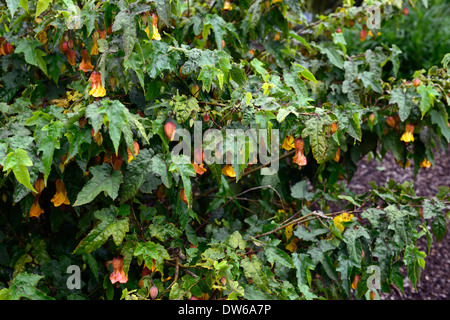 Abutilon megapotamicum trailing abutilon abutilons bicolor bicolor fioritura fiori giallo arancione Foto Stock