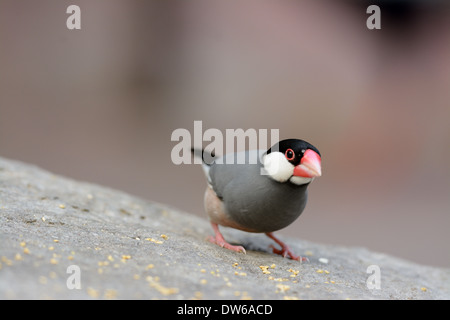 Bella Java Sparrow (Lonchura oryzivora) alimentazione a terra Foto Stock