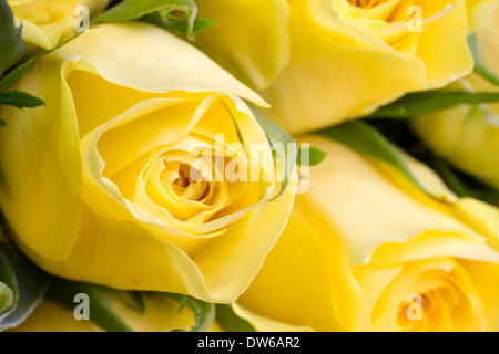 Chiudere l immagine di un bel colore giallo rose Foto Stock