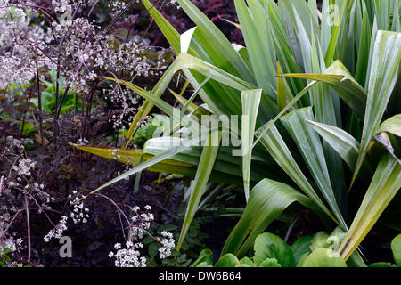 Astelia chathamica lancia argento anthriscus sylvestris ravenswing viola verde fiori bianchi mix impianto misto schema impianto Foto Stock