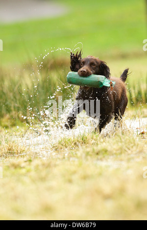 Lavorando cocker spaniel cane il recupero di un manichino di formazione dal terreno bagnato Foto Stock