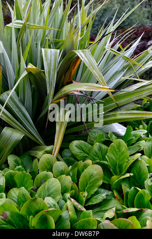 Astelia chathamica lancia argento bergenia foglie fogliame verde mix impianto misto schema impianto combinazione Foto Stock