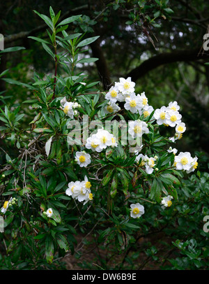 Carpenteria californica Bush Anemone fiori bianchi fioritura arbusto fiore arbusti alberi tree Foto Stock