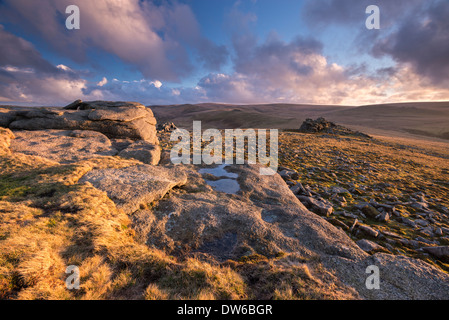 Serata ricca di sole bagna la brughiera a maggiore Tor nel Parco Nazionale di Dartmoor, Devon, Inghilterra. Inverno (febbraio) 2014 Foto Stock