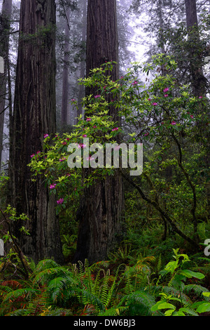 Fiori di rododendro rododendri flower redwood tronco del norte Redwoods Costiere foresta densa fioritura di crescita Foto Stock