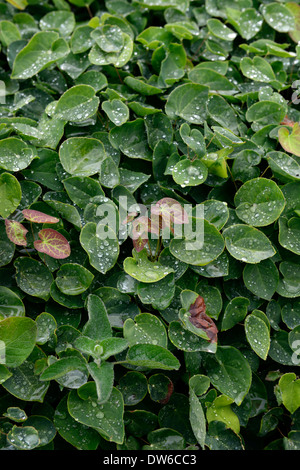 Epimedium x versicolor sulfureum syn macranthum youngianum foglie verdi fronde barrenwort vescovi groundcover mitre Foto Stock