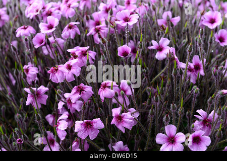 Geranium maderense Madera Cranesbill rosa magenta piante vegetali fiore fiori Foto Stock