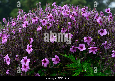 Geranium maderense Madera Cranesbill rosa magenta piante vegetali fiore fiori Foto Stock