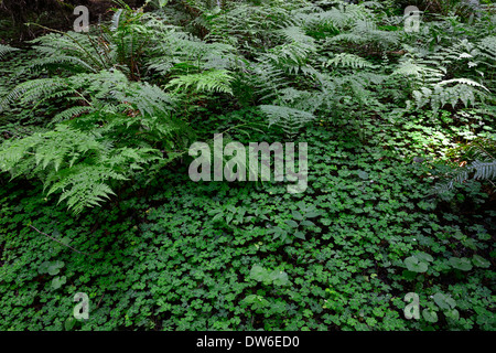 Oxalis oregana wood sorrel fitta copertura di massa groundcover forest floor fern felci spada fern polystichum munitum redwood forest Foto Stock