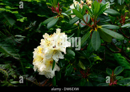 Rhododendron horizon monarch crema bianca fiore fiori fioritura evergreen foglie verdi fronde di alberi ad albero Foto Stock
