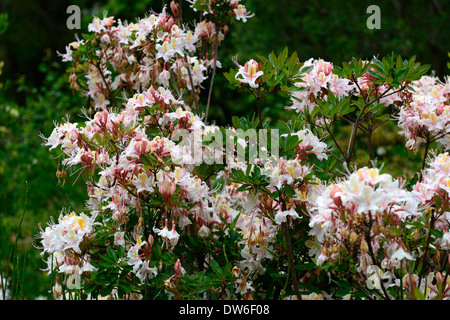 Rhododendron occidentale western azalea rosa bianco fiore fiori fioritura evergreen foglie verdi fronde di alberi ad albero Foto Stock