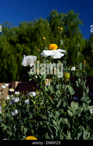 Romneya coulteri Syn Romneya trichocalyx albero californiano di papavero del Coulter Matilija Papavero fiore bianco fiori fioritura Foto Stock