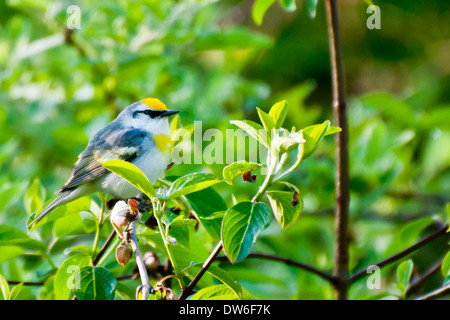 Brewster's trillo Foto Stock